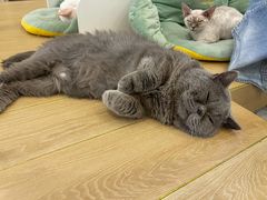 -猫域·湾主题猫咖·宠物吧(南坪城市广场店)