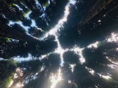 -武陵山森林公园