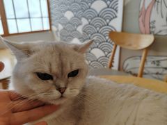 -Let's go狗咖·猫咖·奶狗·桌游(春熙路IFS店)