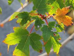 -上海植物园-4号门售票处