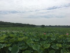 -上海海湾国家森林公园