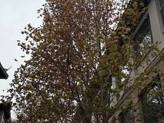 -曲水兰亭(北京四惠店)