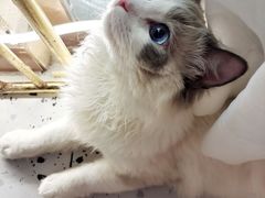 -喵喵咪呀布偶猫咖(春熙路店)