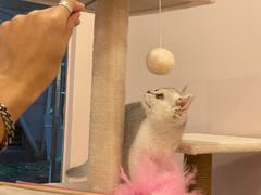 -猫咪派对(江南西店)