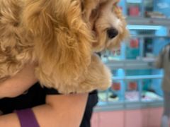 -FAELING PETS美天灵宠物(合生汇店)