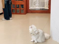 -共舞时光猫咖·狗咖(新街口店)