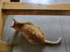 -云里小坐·小院里·团建·宴请·下午茶(三圣乡店)