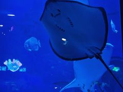 -烟台海昌鲸鲨海洋公园