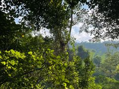 -西双版纳原始森林公园