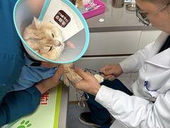 -爱佳宠物中心医院24H·CT·骨外科·猫专科(瑶海万达店)