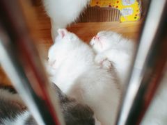 -福尔喵斯探案馆实景搜证·沉浸式剧本杀