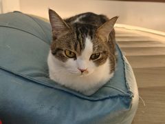 -COLOR PETS 撸猫馆·购猫·猫咖(长风大悦城店)