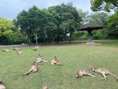 -上海野生动物园