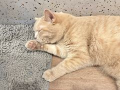 -有猫主题·治愈系猫咖(曾厝垵店)