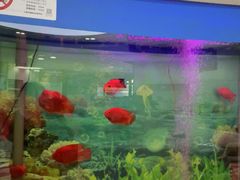-雅悦齿科(顾村公园店)