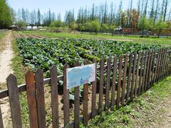 -前小桔亲子创意农场·草莓采摘·露营烧烤