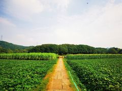 -八卦田遗址公园