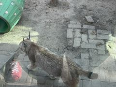 -青藏高原野生动物园