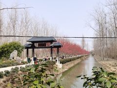 -合肥滨湖国家森林公园