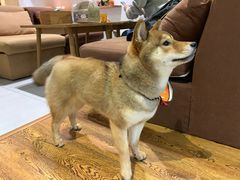 -柴务处·柴犬主题狗咖