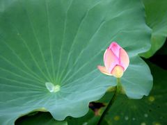 IMG_4883-茂德公草堂