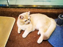 -大型宠物商超·宠海王国·宠物猫狗活体·用品·美容(新世界百货重庆店)