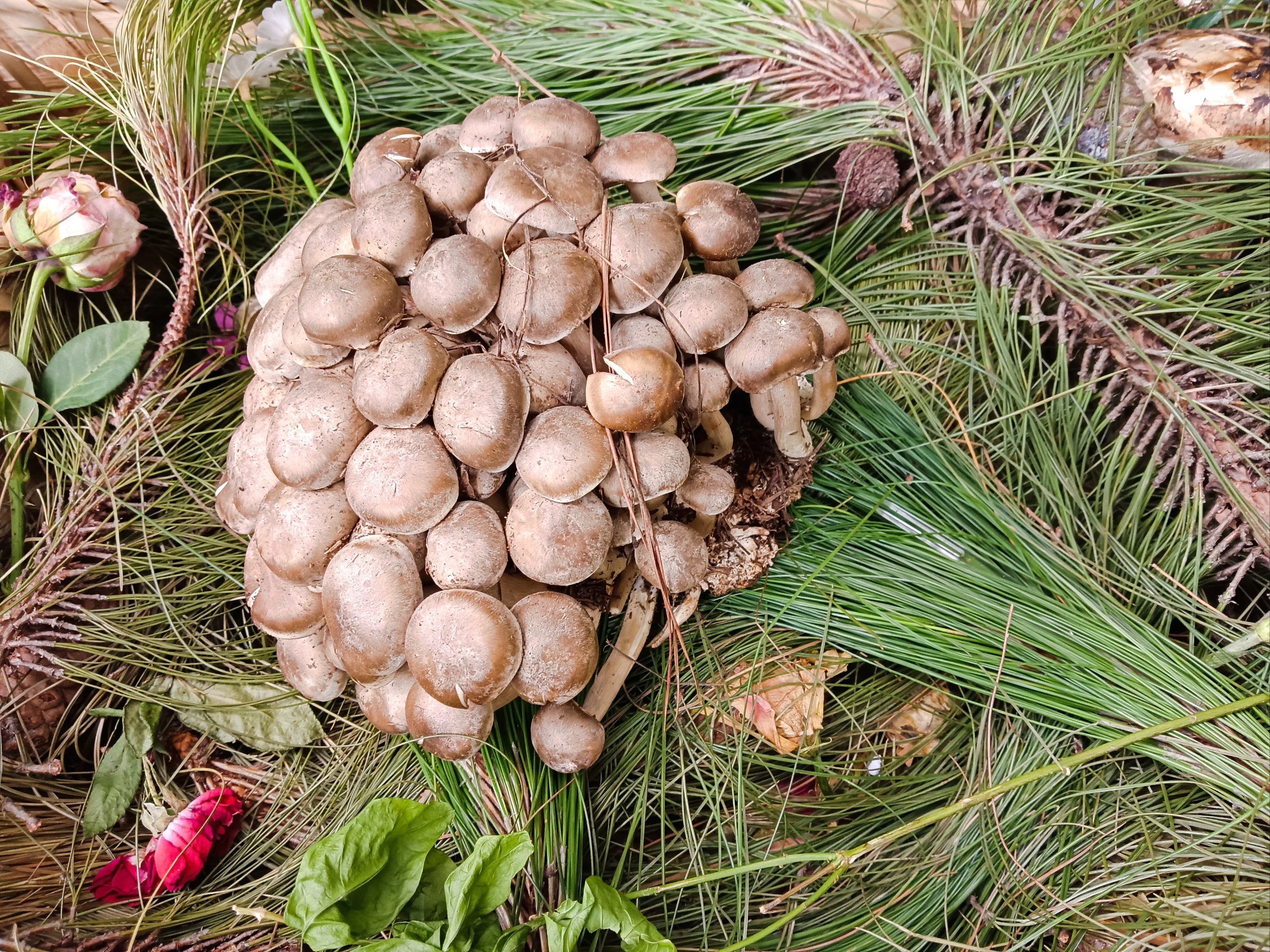 新鲜出炉的野生菌