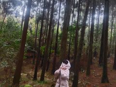 -玉苍山国家森林公园