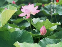 -前关湿地公园