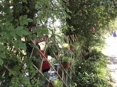 -鹅湖玫瑰文化园