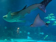 -烟台海昌鲸鲨海洋公园