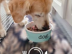 -百好乐宠物友好餐厅(朝外大街店)