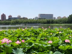 -莲花池公园