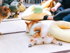 -逗柴咖啡屋·狗咖猫咖宠物桌游