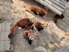 -大连森林动物园