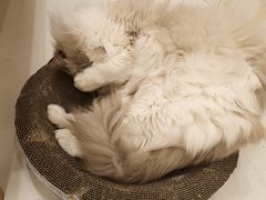 -Let's go狗咖·猫咖·奶狗·桌游(春熙路IFS店)