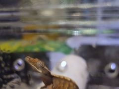 -酷以爬仙阁实体爬宠店·守宫·蜥蜴·专业繁育