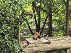 -都江堰中华大熊猫苑