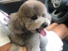 -Oh My Dog宠物沙龙(伊珊娜皮毛护理店)