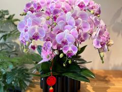-花神·轻食简餐·咖啡馆·花卉绿植(荷兰花卉小镇店)