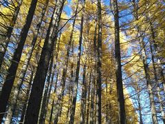 -塞罕坝国家级自然保护区