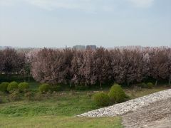-咸阳湖景区-古渡公园