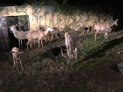 -清迈夜间动物园