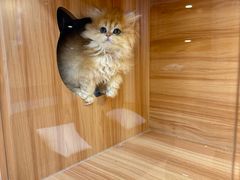 -猫十亿·布偶金渐层·曼基康矮脚猫舍(青年路店)