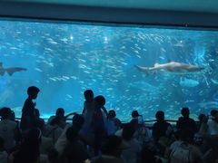 -海合安成都极地海洋公园