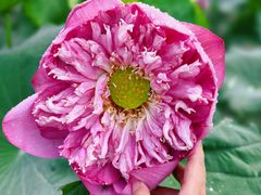 -广州莲花山旅游区