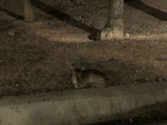 -清迈夜间动物园