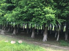 -苏州太湖湖滨国家湿地公园