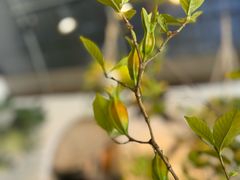 -自由生长植物工作室(深港花卉中心店)