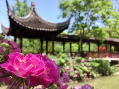 -荷塘月色湿地公园·向阳花洲